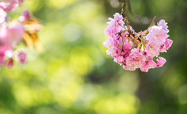 포토 JPG 해외이미지 디자인 계절 공원 여자 꽃 선 분홍색 꽃무늬 자연 휴가 휴식 부활절 건강 사람없음 초록색 뷰티 유행 맑음 스파 봄 화장품 공백 벚꽃 흰색 나뭇가지 개화 체리 피부관리 엽서 돌봄 위생관리 어머니의날 해외포토 나무 식물 공공시설 기념일 컬러 컨셉 무늬 과일 모션 날씨 관리 사람 편지 생태계 미국문화 파일형식 이미지허브