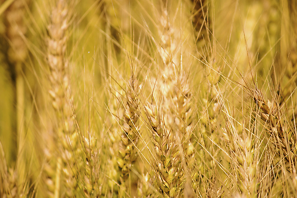 포토 JPG 해외이미지 식물 음식 빵 농업 다이어트 자연 건조 건강 옥수수 씨앗 사람없음 농작물 농장 농경지 환경 식사 수확 성장 시골 신선 아침식사 낟알 땅 시리얼 밀 굽기 날것 보리 밀가루 자루 성분 내추럴 밭일 숙성 채식주의자 탄수화물 핸드메이드 호밀 세련 해외포토 산업 곡류 가루 구이 생태계 채식 파일형식 이미지허브