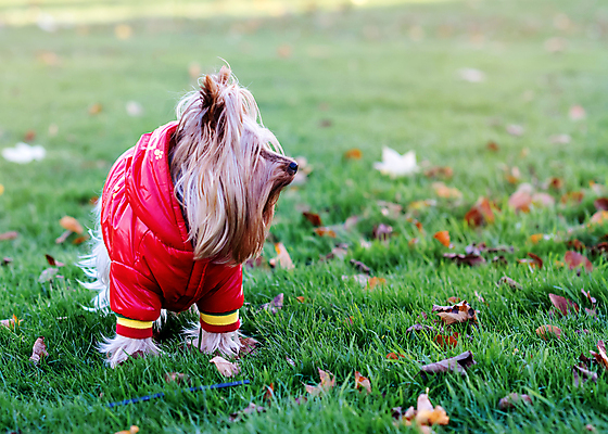 포토 JPG 해외이미지 동물 포유류 자연 털 사람없음 빨간색 초록색 반려동물 흰색 개 강아지 작음 요크셔테리어 테리어 송곳니 산악지대 기르기 서쪽 해외포토 컬러 산 치아 크기 방향 생태계 돌봄 파일형식 이미지허브