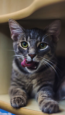 포토 JPG 해외이미지 동물 응시 포유류 수염 털 실내 앉기 사람없음 목재 반려동물 머리 쌓기 카메라 고양이 회색 작음 호기심 육식동물 주둥이 노려봄 해외포토 나무 시선 감정 컬러 컨셉 재료 모션 표정 내부 신체부위 전자제품 크기 파일형식 이미지허브