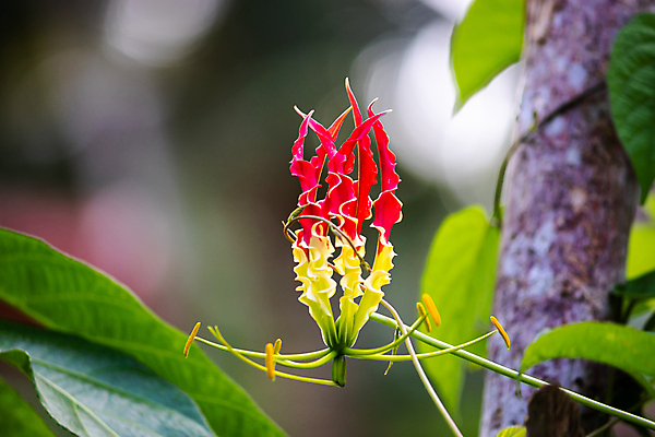 포토 JPG 해외이미지 식물 꽃잎 꽃 줄기 꽃무늬 곡선 자연 불꽃 사람없음 빨간색 초록색 컬러풀 노란색 머리 정원 활발 벚꽃 개화 아로마 꽃가루 진홍색 내추럴 강렬 멀티 온실 웅장함 이국적 특별함 영광군 해외포토 선 컬러 컨셉 무늬 불 신체부위 가루 전라남도 생태계 파일형식 이미지허브
