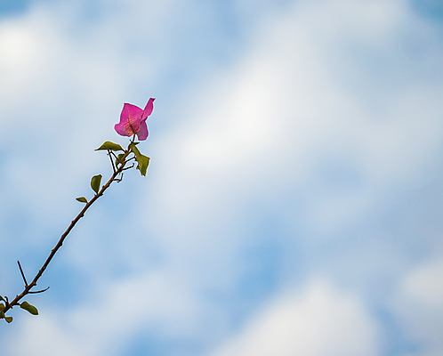 포토 JPG 해외이미지 식물 계절 꽃 줄기 나비 곤충 백그라운드 꽃무늬 밭 날개 자연 하늘 풍경 사람없음 야외 초록색 여름 파란색 컬러풀 뷰티 봄 벚꽃 흰색 신선 그룹 네덜란드 데이지 내추럴 해외포토 동물 유럽 컬러 무늬 농업 생태계 파일형식 이미지허브
