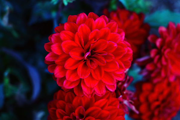 포토 JPG 해외이미지 식물 꽃잎 꽃 분홍색 백그라운드 꽃무늬 자연 선물 사람없음 빨간색 컬러풀 뷰티 머리 정원 보라색 봄 활발 벚꽃 신선 달리아 원예 해외포토 계절 컬러 컨셉 무늬 취미 신체부위 생태계 파일형식 이미지허브