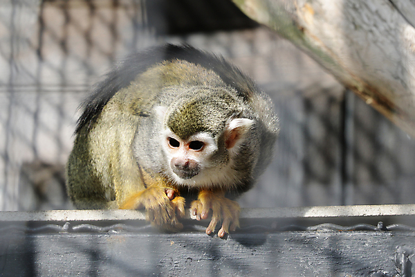 포토 JPG 해외이미지 나무 식물 동물 야생동물 백그라운드 포유류 발 자연 생물 관리 앉기 사람없음 초록색 갈색 환경 검은색 어둠 나뭇가지 원숭이 유인원 리빙 해외포토 컬러 모션 신체부위 생태계 파일형식 이미지허브