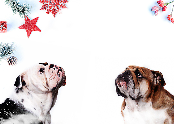 포토 JPG 해외이미지 행복 크리스마스 포유류 자연 잉글랜드 새해 사람없음 야외 반려동물 축제 축하 개 오솔길 불독 송곳니 기르기 유래 해외포토 동물 기념일 감정 길 컨셉 영국 치아 생태계 돌봄 파일형식 이미지허브