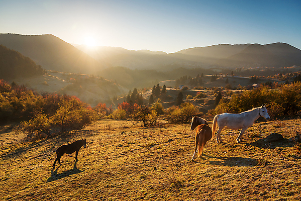 포토 JPG 해외이미지 동물 유럽 야생동물 백그라운드 밭 농업 포유류 자연 하늘 아침 산 잔디 사람없음 목재 초록색 빛 뷰티 농장 갈색 일출 환경 봄 목장 자유 안개 시골 승마 방목 갈기 불가리아 수평선 해외포토 주간 나무 식물 계절 나라 산업 스포츠 컬러 컨셉 재료 날씨 노을 축산업 생태계 파일형식 남유럽 이미지허브