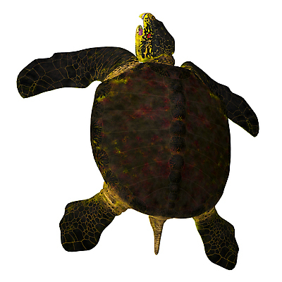 포토 JPG 해외이미지 동물 야생동물 바다 자연 초식동물 생물 종류 사람없음 물 3D 바닷속 수중 수영 미국 거북이 흰배경 그림 꼬리 고립 기간 등딱지 소금물 아열대 초식 테마 해외포토 자연요소 백그라운드 북아메리카 파충류 흰색 수상스포츠 디지털합성 생태계 파일형식 이미지허브