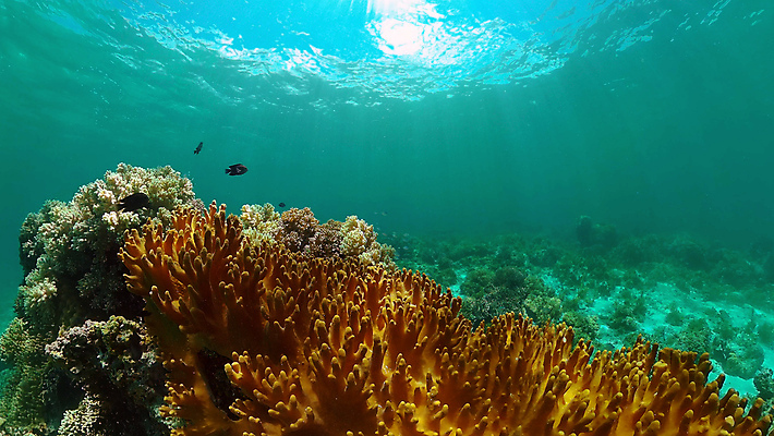 포토 JPG 해외이미지 동물 야생동물 바다 여행 백그라운드 자연 어류 사람없음 물 컬러풀 환경 바닷속 수중 수영 탐험 스노클링 산호 생태계 다이빙 장면 암초 발견 깊이 이국적 해외포토 자연요소 컬러 수중동물 수상스포츠 자포동물 수중스포츠 파일형식 이미지허브