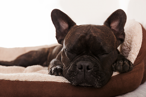 포토 JPG 해외이미지 한마리 엎드리기 휴식 실내 사람없음 귀여움 잠 개 편안함 프렌치불독 해외포토 1 컨셉 포유류 모션 내부 감각 불독 파일형식 이미지허브