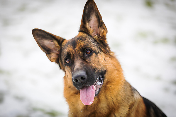 포토 JPG 해외이미지 주간 한마리 응시 사람없음 야외 반려동물 개 사냥개 셰퍼드 해외포토 자연요소 동물 1 시선 포유류 파일형식 이미지허브