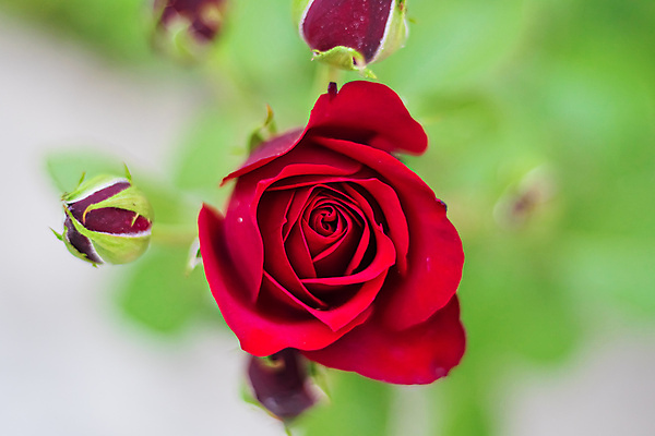 포토 JPG 해외이미지 식물 여자 꽃잎 꽃 백그라운드 잎 꽃무늬 패턴 자연 벽지 표면 추상 선물 사랑 소녀 사람없음 야외 빨간색 초록색 뷰티 장미 귀여움 정원 젖음 신선 원형 닫기 매끈함 소프트포커스 이슬 열정 부드러움 리빙 내추럴 해외포토 도형 감정 어린이 컬러 컨셉 무늬 모션 촬영기법 사람 감각 생태계 파일형식 이미지허브