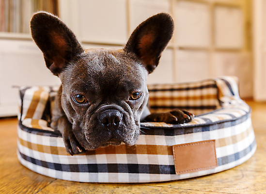 포토 JPG 해외이미지 한마리 휴식 실내 사람없음 눕기 귀여움 개 편안함 프렌치불독 해외포토 1 컨셉 포유류 모션 내부 감각 불독 파일형식 이미지허브