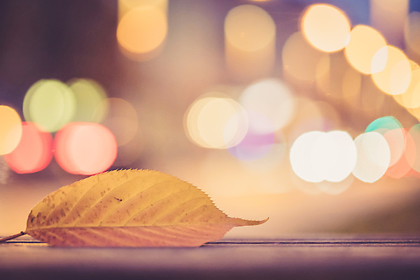 포토 JPG 해외이미지 잎 전등 사람없음 공백 젖음 도시 야간 저녁 소프트포커스 잼 보케 시티라이프 해외포토 자연요소 식물 라이프스타일 조명 촬영기법 소스_음식 파일형식 이미지허브