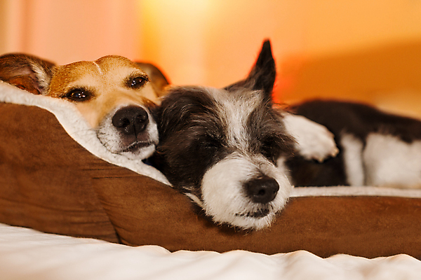 포토 JPG 해외이미지 두마리 휴식 실내 사람없음 눕기 귀여움 잠 개 편안함 해외포토 컨셉 2 포유류 모션 내부 감각 파일형식 이미지허브