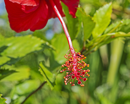 포토 JPG 해외이미지 잎 자연 사람없음 야외 빨간색 연두색 히비스커스 해외포토 식물 꽃 컬러 초록색 생태계 파일형식 이미지허브