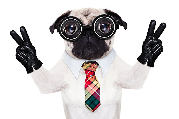 포토 JPG 해외이미지 동물 직업 안경 얼굴 의자 비즈니스 손가락 성공 정장 사람없음 반려동물 사무실 평화 요리사 표현 업무 비즈니스맨 개 OK 묘기 시원함 중개인 경영자 리더 비서 불독 경영 동의 멍청이 바보 벙어리 지능 필승 못생김 해외포토 손 잡화 옷 남자 가구 컨셉 포유류 손짓 신체부위 우승 작업 직장인 파일형식 이미지허브