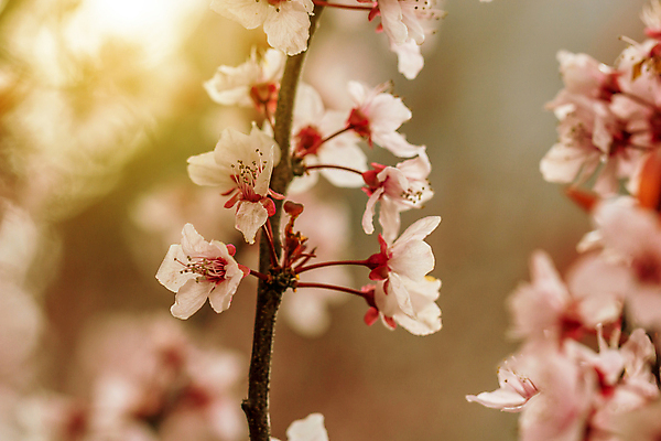 포토 JPG 해외이미지 나무 식물 디자인 계절 꽃잎 꽃 분홍색 백그라운드 자연 날씨 추상 휴가 부활절 미술 사람없음 야외 빛 태양 뷰티 노란색 정원 일본 맑음 봄 성장 벚꽃 흰색 나뭇가지 개화 체리 닫기 4월 원예 질감 보케 장면 아몬드 내추럴 해외포토 자연요소 기념일 아시아 컬러 무늬 과일 모션 문화예술 취미 견과류 날짜 생태계 파일형식 이미지허브