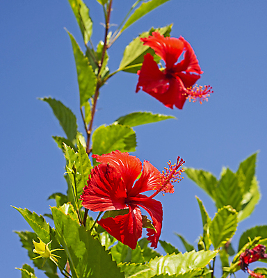 포토 JPG 해외이미지 주간 잎 자연 하늘 사람없음 야외 빨간색 나뭇가지 히비스커스 해외포토 자연요소 나무 식물 꽃 컬러 생태계 파일형식 이미지허브