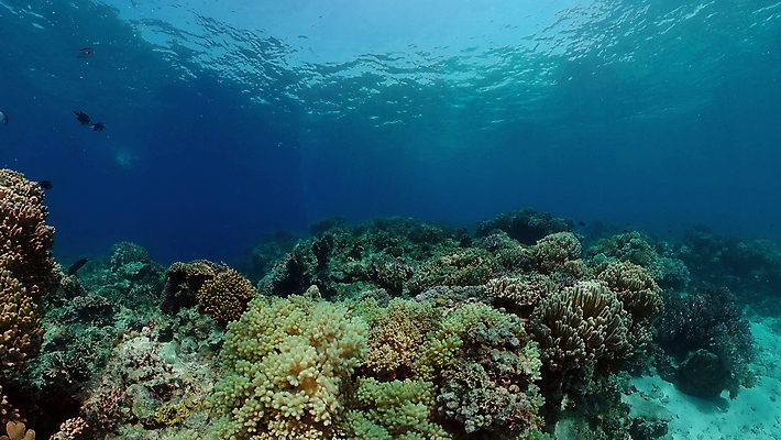 포토 JPG 해외이미지 동물 야생동물 바다 여행 백그라운드 자연 어류 사람없음 물 컬러풀 환경 바닷속 수중 수영 탐험 스노클링 산호 생태계 다이빙 장면 암초 발견 깊이 이국적 해외포토 자연요소 컬러 수중동물 수상스포츠 자포동물 수중스포츠 파일형식 이미지허브