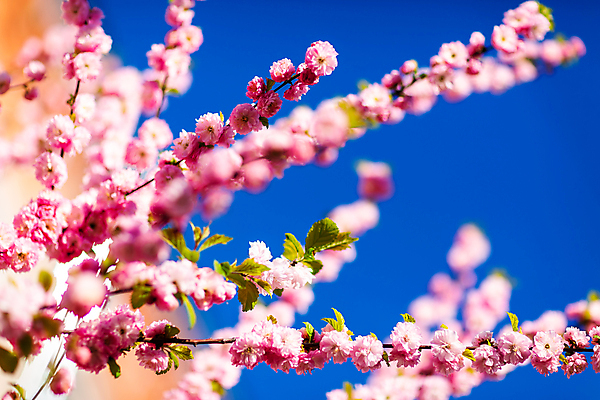 포토 JPG 해외이미지 나무 식물 디자인 배너 계절 꽃잎 꽃 분홍색 백그라운드 꽃무늬 자연 하늘 사람없음 야외 빛 컬러풀 태양 뷰티 정원 일본 맑음 봄 성장 벚꽃 흰색 나뭇가지 개화 체리 과수원 4월 원예 보케 장면 내추럴 해외포토 자연요소 아시아 컬러 무늬 농업 과일 날씨 취미 날짜 생태계 파일형식 이미지허브