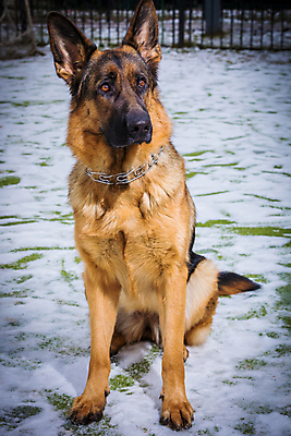 포토 JPG 해외이미지 주간 한마리 응시 사람없음 야외 반려동물 개 사냥개 셰퍼드 해외포토 자연요소 동물 1 시선 포유류 파일형식 이미지허브
