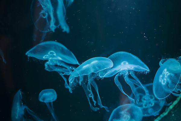 포토 JPG 해외이미지 여러마리 사람없음 파란색 바닷속 수중동물 자포동물 해파리 해외포토 동물 컬러 다수 수중 파일형식 이미지허브