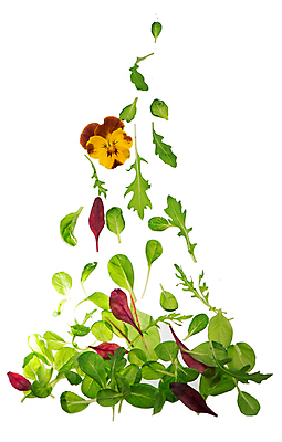 포토 JPG 해외이미지 사람없음 신선 시금치 루꼴라 식용꽃 해외포토 음식 채소 파일형식 이미지허브