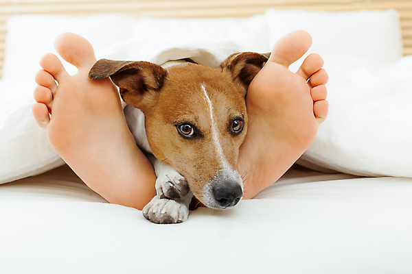 포토 JPG 해외이미지 동물 커플 행복 가족 관계 포옹 아침 휴식 주택 함께함 피곤 사랑 사람 사람없음 반려동물 우정 침실 꿈 침대 잠 닫기 개 담요 테리어 낮잠 하품 시트 주인 거짓말 동반자 양발 충실 해외포토 주간 감정 가구 컨셉 포유류 안기 모션 건물 친구 생리현상 파일형식 이미지허브
