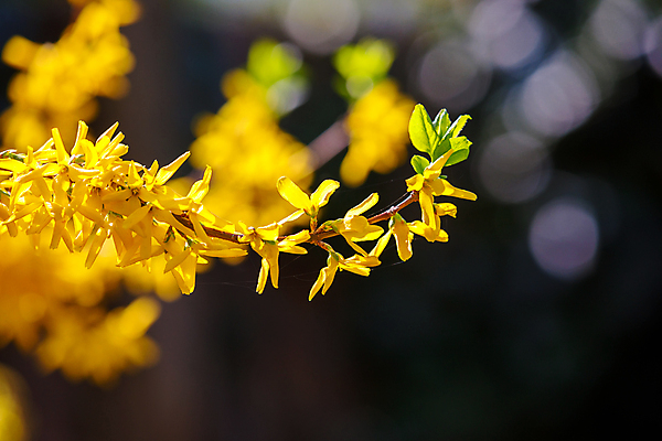 포토 JPG 해외이미지 나무 식물 계절 공원 꽃잎 꽃 분홍색 자연 하늘 친절 부활절 사람없음 야외 파란색 컬러풀 노란색 정원 보라색 고요 봄 성장 벚꽃 흰색 나뭇가지 신선 개화 체리 순수 부드러움 목련 강렬 완벽 해외포토 공공시설 기념일 컬러 컨셉 과일 감각 생태계 파일형식 이미지허브
