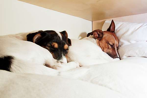 포토 JPG 해외이미지 두마리 휴식 사람없음 눕기 귀여움 잠 개 편안함 잭러셀테리어 해외포토 컨셉 2 포유류 모션 감각 테리어 파일형식 이미지허브