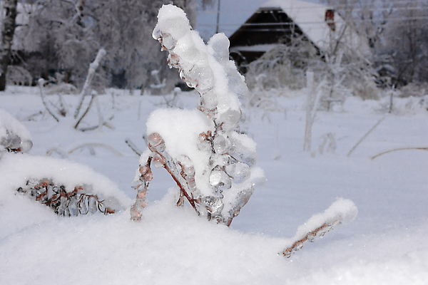 포토 JPG 해외이미지 나무 식물 크리스마스 겨울 자연 벽지 날씨 휴가 사람없음 야외 목재 빛 뷰티 크리스마스트리 환경 냉동 얼음 추위 나뭇가지 신선 소나무 눈송이 숲 시원함 12월 서리 상록수 침엽수 솜털 전나무 1월 삼림지대 폭설 눈내림 가문비나무 해외포토 자연요소 계절 기념일 재료 눈_날씨 날짜 자연재해 생태계 파일형식 이미지허브
