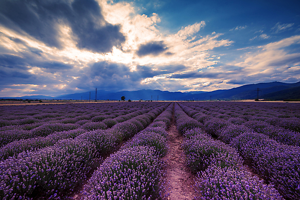 포토 JPG 해외이미지 나무 하늘 사람없음 야외 뷰티 보라색 라벤더 강렬 수평선 해외포토 식물 꽃 컬러 허브 파일형식 이미지허브