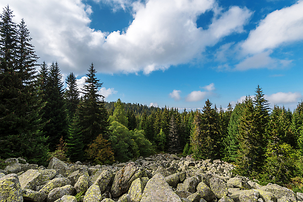 포토 JPG 해외이미지 나무 식물 계절 백그라운드 컨셉 밭 자연 하늘 휴가 산 건강 파노라마 사람없음 야외 목재 초록색 파란색 햇빛 뷰티 환경 계곡 맑음 성장 신선 숲 언덕 즐거움 에코 웅장함 수평선 해외포토 감정 컬러 농업 재료 날씨 촬영기법 태양 생태계 파일형식 이미지허브