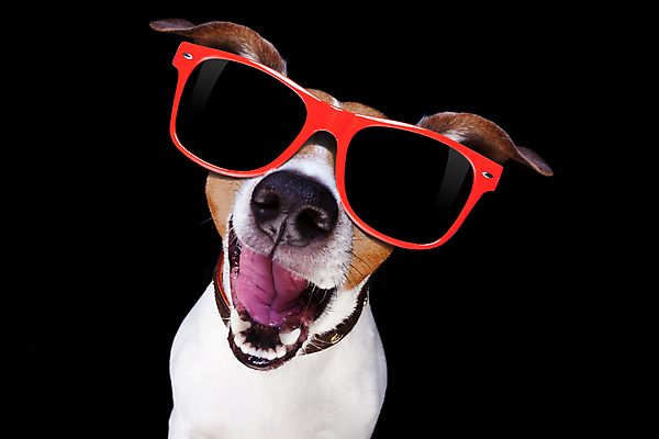 포토 JPG 해외이미지 동물 행복 안경 백그라운드 관계 휴가 새로움 이벤트 사람없음 빨간색 반려동물 선글라스 장미 파티 검은색 어둠 놀람 기쁨 하트 축하 입 생일 유머 우아함 닫기 개 야간 시원함 연도 DJ 클럽 디스코 큐피드 고립 어안 스타일 유흥 해외포토 자연요소 모양 잡화 기념일 꽃 감정 음악 컬러 컨셉 포유류 모션 표정 신체부위 춤 파일형식 이미지허브