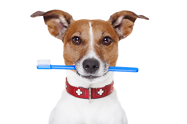 포토 JPG 해외이미지 동물 배너 포스터 백그라운드 건강 미소 사람없음 일상 반려동물 뷰티 우주 건강관리 스파 공백 방 흰색 잡기 붓 입 구멍 개 강아지 치아 빨래 칫솔 테리어 부식 치과의사 반죽 치약 송곳니 고립 돌봄 명패 미백 썩음 위생관리 잇몸 해외포토 컬러 가사 신체 포유류 모션 표정 관리 라이프 신체부위 위생용품 의사 소화기관 파일형식 이미지허브