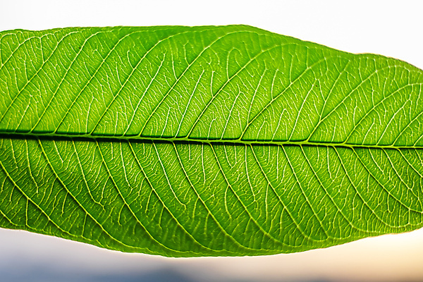 포토 JPG 해외이미지 나무 식물 잎 자연 추상 사람없음 초록색 여름 환경 봄 흰색 신선 묘사 유기농 질감 정맥 내추럴 고립 해외포토 웰빙 계절 컬러 무늬 생태계 혈관 파일형식 이미지허브