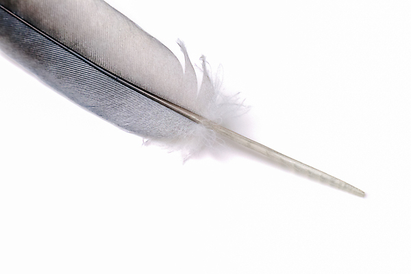 포토 JPG 해외이미지 동물 백그라운드 컨셉 패턴 날개 상상 조류 추상 그림자 사람없음 빛 숫자 펜 꿈 회색 흰색 떨어짐 매끈함 야간 자르기 순수 깃털 묘사 오브젝트 싱글 질감 비둘기 부드러움 솜털 내추럴 고립 깃털펜 취급주의 해외포토 자연요소 문자 컬러 무늬 모션 경고 필기구 감각 파일형식 이미지허브