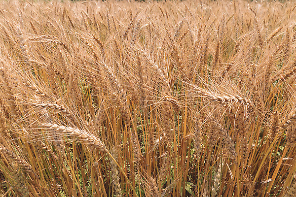 포토 JPG 해외이미지 식물 계절 음식 빵 줄기 백그라운드 밭 농업 자연 하늘 건조 옥수수 씨앗 사람없음 야외 초록색 파란색 농작물 햇빛 태양 농장 농경지 노란색 수확 성장 시골 황금 낟알 땅 시리얼 밀 유기농 보리 장면 밀짚 내추럴 밭일 숙성 호밀 해외포토 자연요소 웰빙 산업 컬러 곡류 짚 생태계 파일형식 이미지허브