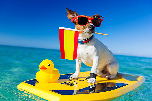 포토 JPG 해외이미지 동물 꽃 안경 모래 스포츠 파도 바다 여행 휴가 사람없음 물 반려동물 선글라스 여행객 힘 수확 흰색 깃발 서핑보드 서핑 유머 스페인 개 강아지 60대 그늘 테리어 복고 하와이 캘리포니아 70대 서퍼 고립 스페인어 하와이인 해외포토 자연요소 외국인 식물 잡화 노년 감정 유럽 컬러 농업 포유류 운동선수 사람 미국 수상스포츠 보드_스포츠 파일형식 이미지허브