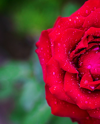 포토 JPG 해외이미지 식물 여자 꽃잎 꽃 백그라운드 잎 꽃무늬 패턴 자연 벽지 표면 추상 선물 사랑 사람없음 야외 빨간색 초록색 물 뷰티 장미 귀여움 정원 젖음 물방울 신선 원형 닫기 매끈함 소프트포커스 이슬 열정 부드러움 리빙 내추럴 해외포토 자연요소 도형 감정 컬러 컨셉 무늬 모션 촬영기법 사람 감각 생태계 파일형식 이미지허브