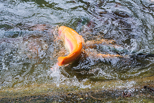 포토 JPG 해외이미지 동물 산업 음식 이동 농업 비즈니스 자연 어류 사람없음 야외 물 농장 노란색 점프 수중 수영 거품 성장 연못 신선 투명 그룹 떨어짐 큼 다이빙 지느러미 연어 어장 민물 송어 많음 해외포토 자연요소 컬러 컨셉 모션 수중동물 수상스포츠 크기 생태계 수중스포츠 파일형식 이미지허브