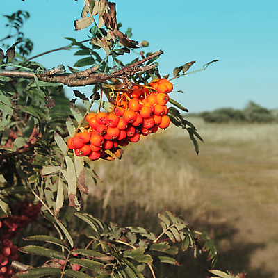 포토 JPG 해외이미지 나무 식물 동물 계절 열매 꽃 야생동물 음식 곤충 백그라운드 잎 꽃무늬 오렌지 과일 자연 하늘 사람없음 야외 빨간색 초록색 여름 컬러풀 뷰티 노란색 정원 가을 나뭇가지 숲 다발 내추럴 숙성 재 해외포토 컬러 무늬 생태계 파일형식 이미지허브