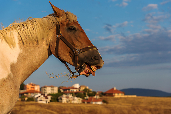 포토 JPG 해외이미지 동물 행복 유럽 얼굴 야생동물 포유류 자연 하늘 사람없음 야외 빨간색 반려동물 농장 갈색 머리 기쁨 시골 입 코 해외포토 감정 나라 컬러 농업 신체부위 생태계 파일형식 이미지허브