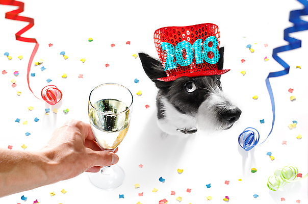 포토 JPG 해외이미지 동물 기념일 행복 음료 크리스마스 응원 휴가 새로움 새해 기념 이벤트 사람없음 반려동물 산타클로스 파티 와인 축제 놀람 기쁨 할로윈 축하 인사 칵테일 생일 개 샴페인 연도 건배 푸들 토스트 꽃가루 2018년 해외포토 감정 빵 컨셉 포유류 주류 표정 예절 가루 파일형식 이미지허브