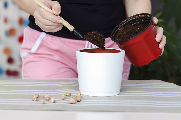 포토 JPG 해외이미지 나무 식물 계절 꽃 잎 전구 자연 주택 관리 사람없음 새싹 환경 흙 봄 성장 개화 냄비 원예 내추럴 돌봄 모종 해외포토 모션 취미 건물 솥 생태계 파일형식 이미지허브