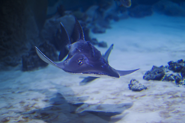 포토 JPG 해외이미지 동물 야생동물 바다 섬 여행 자연 유리 어류 사람없음 물 파란색 컬러풀 뷰티 수중 수영 화목 잠수부 큼 무서움 고래 다이빙 지느러미 부드러움 상어 암초 수족관 멸종 거인 깊이 안다만 어안 해외포토 자연요소 감정 컬러 컨셉 포유류 재질 수중동물 수상스포츠 감각 전문직 크기 생태계 수중스포츠 파일형식 이미지허브