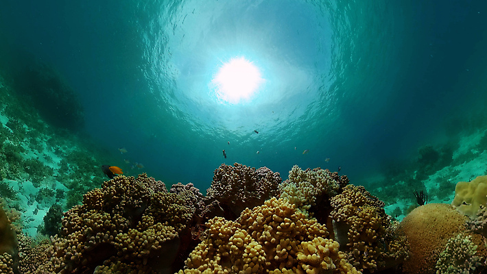 포토 JPG 해외이미지 동물 야생동물 바다 여행 백그라운드 자연 어류 풍경 사람없음 물 환경 바닷속 수중 수영 탐험 스노클링 산호 생태계 다이빙 장면 암초 발견 깊이 이국적 해외포토 자연요소 수중동물 수상스포츠 자포동물 수중스포츠 파일형식 이미지허브