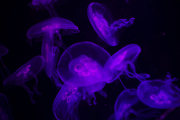 포토 JPG 해외이미지 여러마리 사람없음 보라색 바닷속 수중동물 자포동물 해파리 해외포토 동물 컬러 다수 수중 파일형식 이미지허브