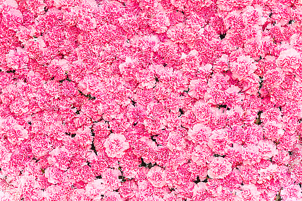 포토 JPG 해외이미지 식물 꽃잎 꽃 분홍색 꽃다발 결혼 백그라운드 잎 꽃무늬 패턴 자연 벽지 발렌타인데이 선물 사랑 사람없음 여름 컬러풀 정원 봄 벚꽃 신선 개화 꽃집 카네이션 질감 내추럴 파스텔톤 해외포토 계절 감정 컬러 무늬 데이이벤트 이벤트 상점 생태계 파일형식 이미지허브