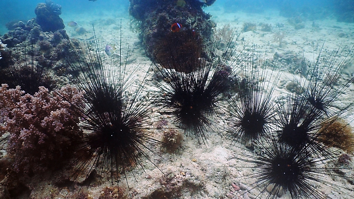 포토 JPG 해외이미지 동물 야생동물 바다 자연 사람없음 물 검은색 수중 가시 산호 척추 다이빙 암초 스파이크 해외포토 자연요소 컬러 뼈 수영 자포동물 생태계 수중스포츠 파일형식 이미지허브
